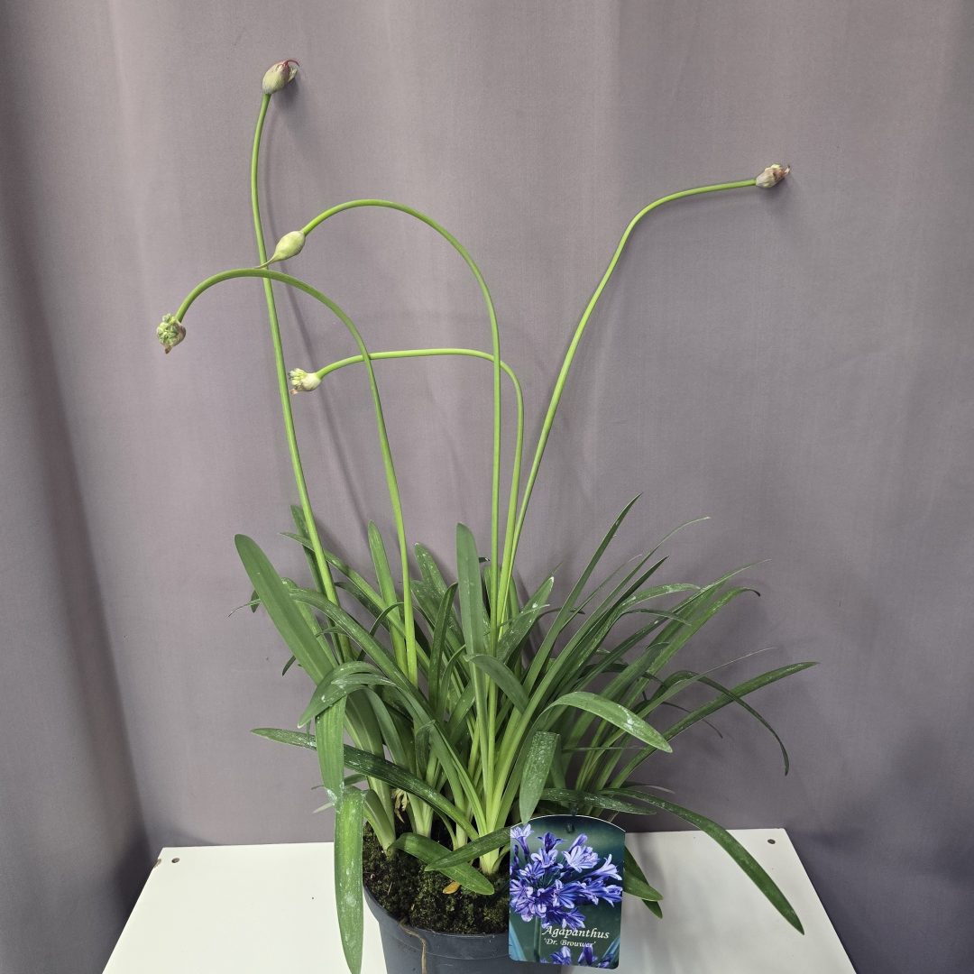 Agapanthus 'Dr. Brouwer' 19/55