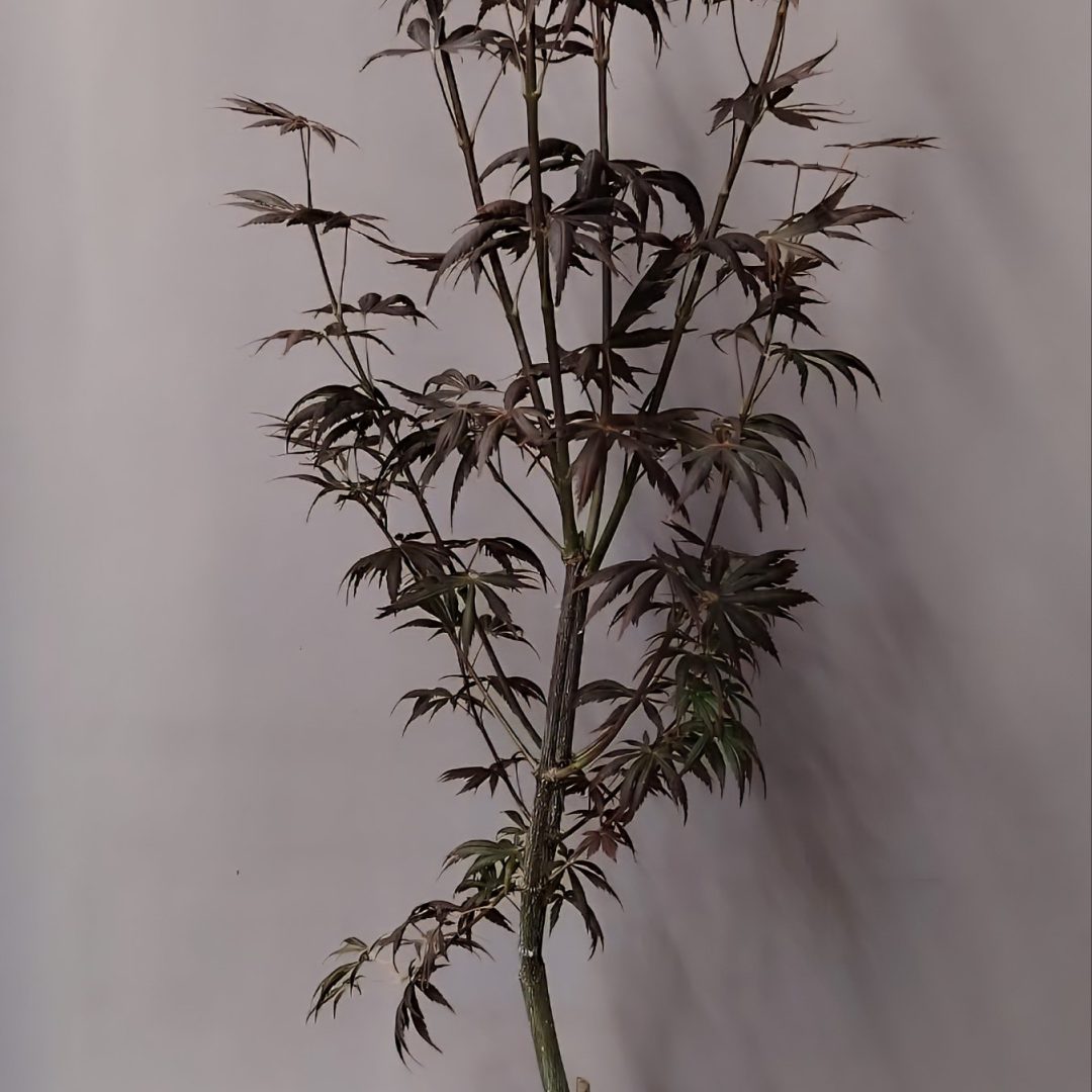 Acer palmatum 'Trompenburg' 19/80