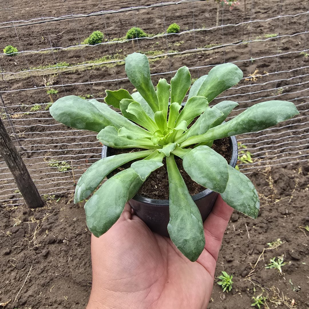 Lewisia - Dohánygyökér 12/20