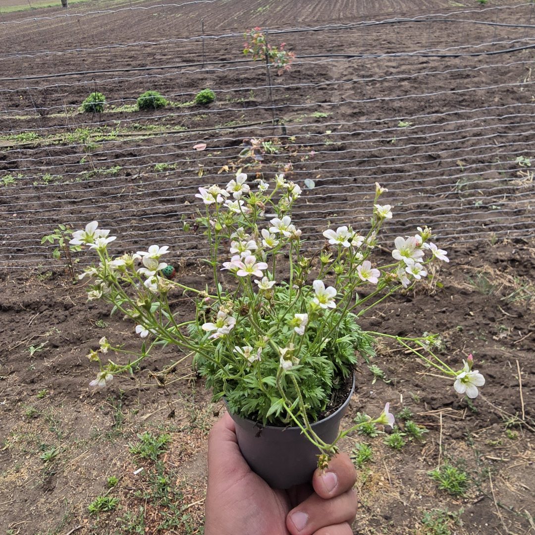 Saxifraga - kötörőfű