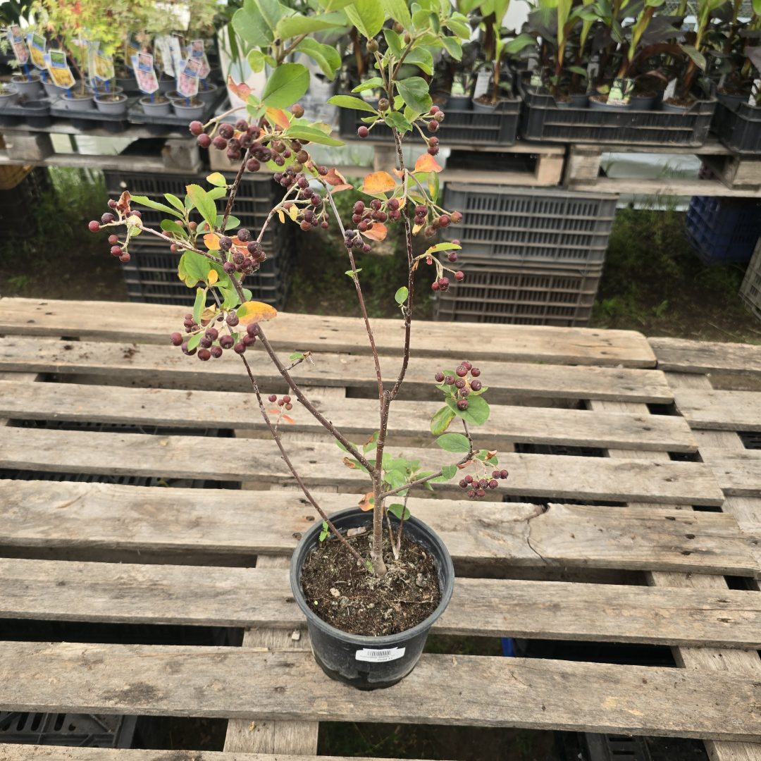 Aronia