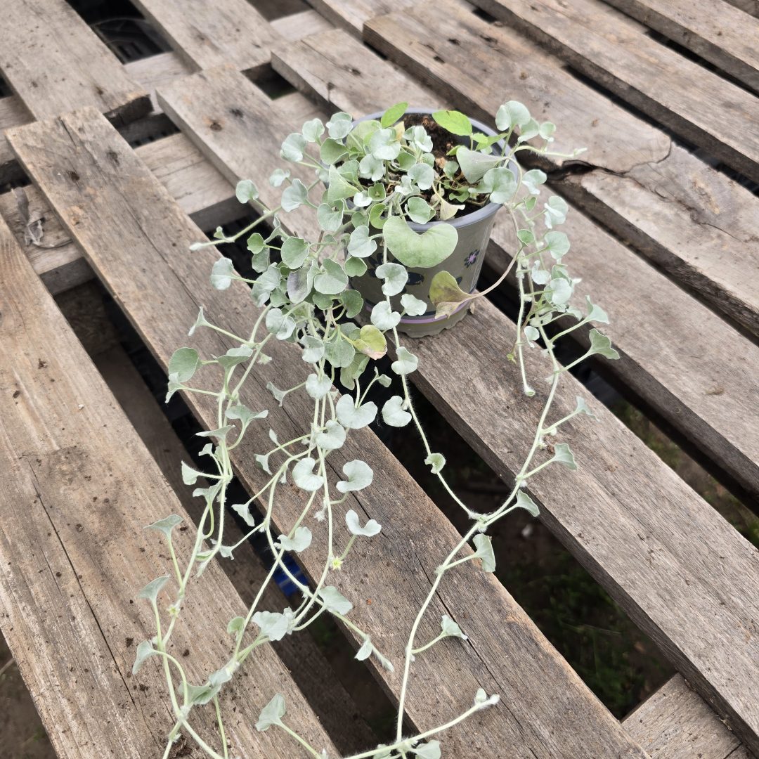 Dichondra - Ezüstös pázsitszulák