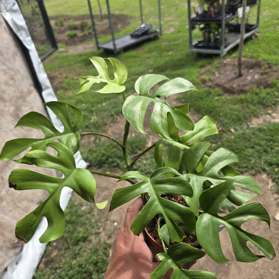 Monstera minima