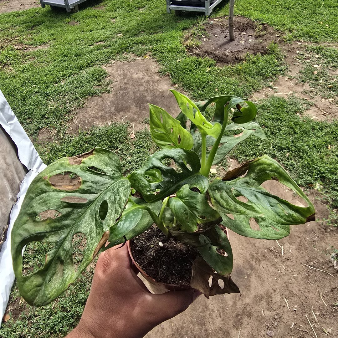 Monstera mint