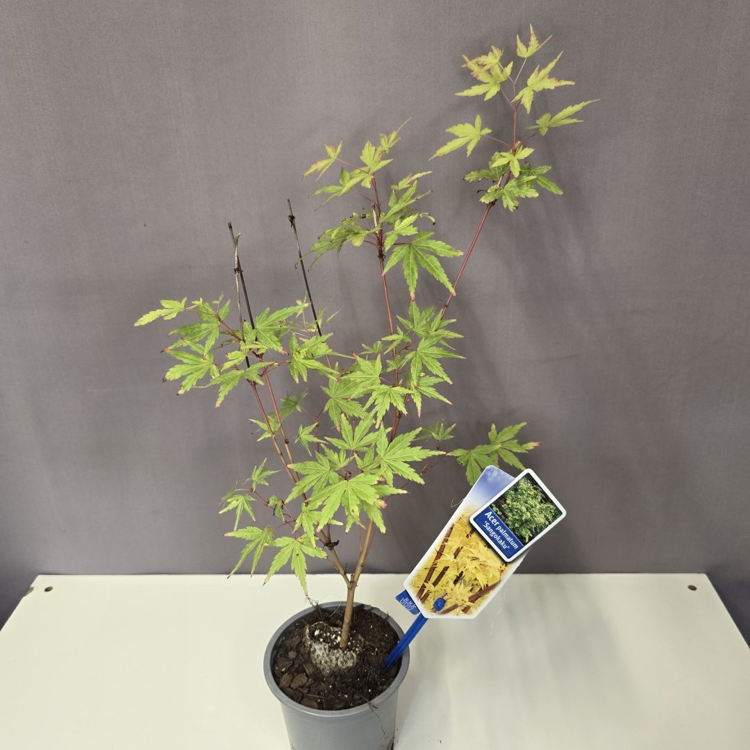 Acer palmatum 'Sangokaku'