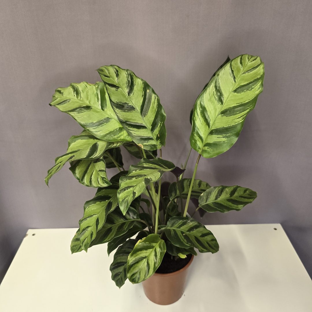 Calathea ‘Greenstar’ 14/55