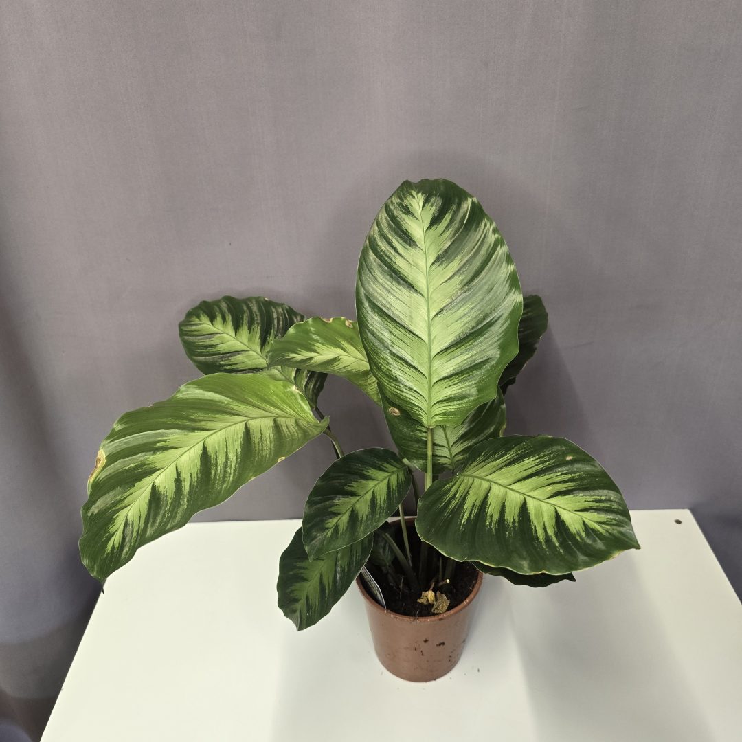 Calathea ‘Albertii' 14/40