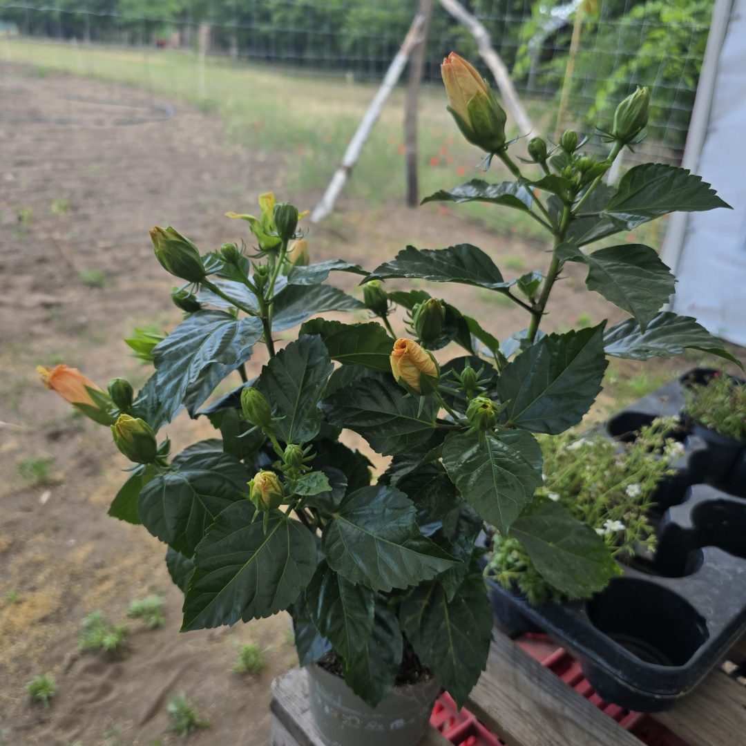 Szobai hibiszkusz