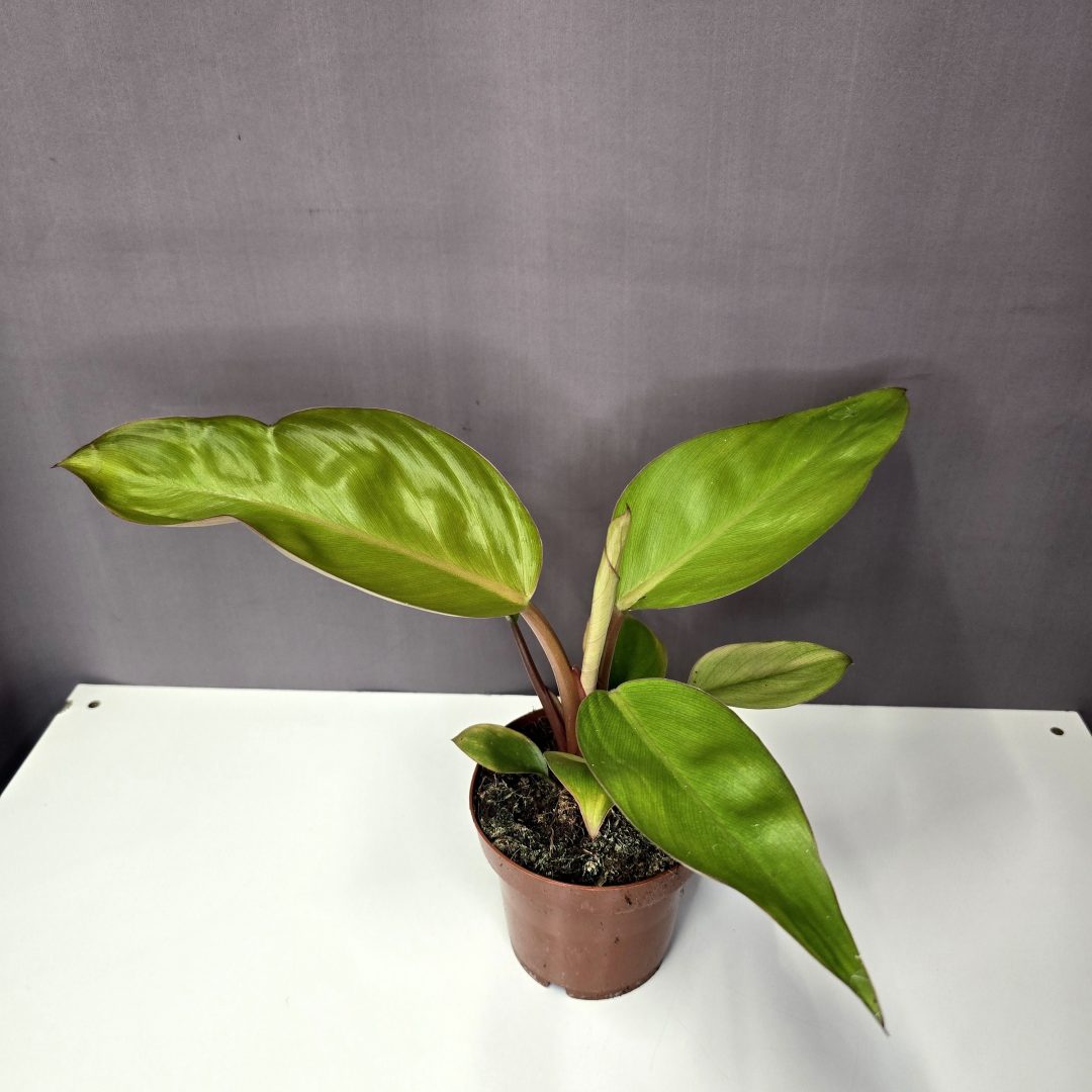 Philodendron 'Mars' 12/30