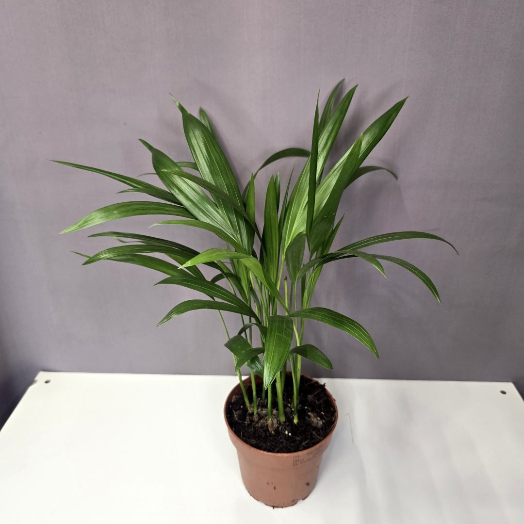 Areca lutescens - Aranypálma 12/40