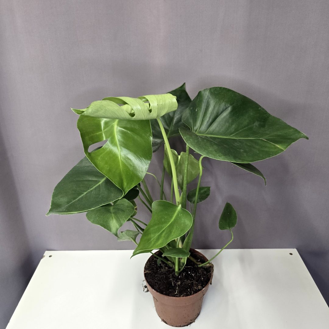 Monstera Deliciosa - Könnyezőpálma 14/50