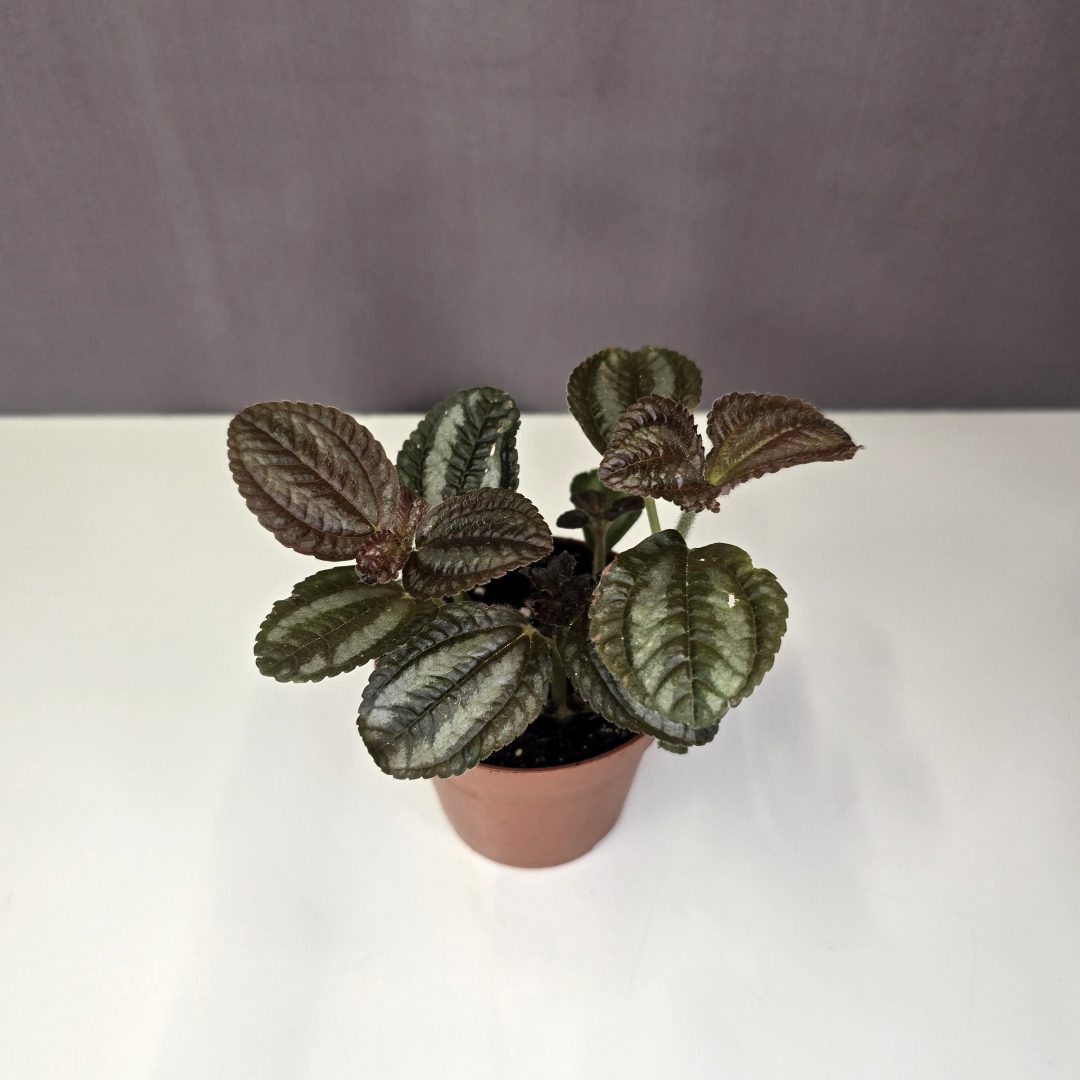 Pilea 'Norfolk' 9/15