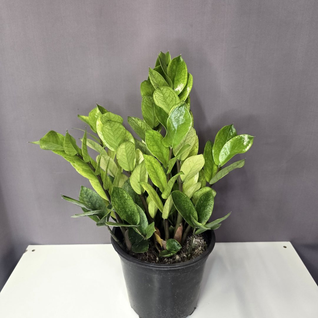 Zamioculcas zamiifolia 'Chameleon' 17/50