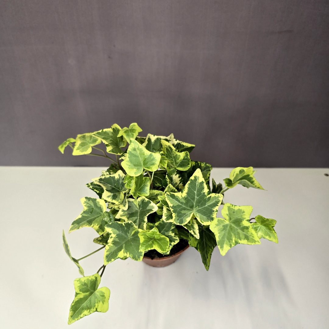 Hedera helix 'Goldchild' - Borostyán 9/10
