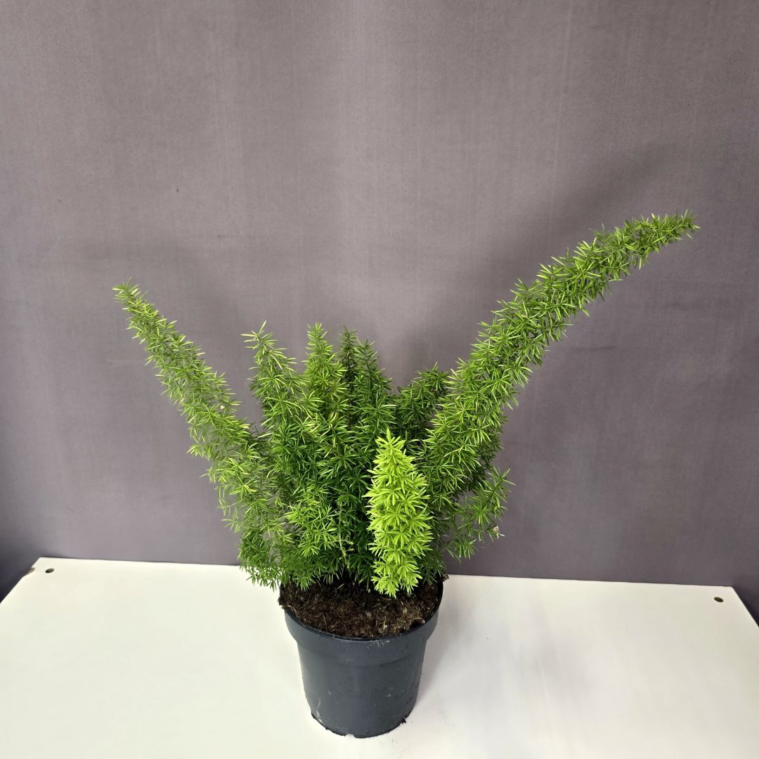 Rókafarok aszparágusz - Asparagus Meyers 12/30