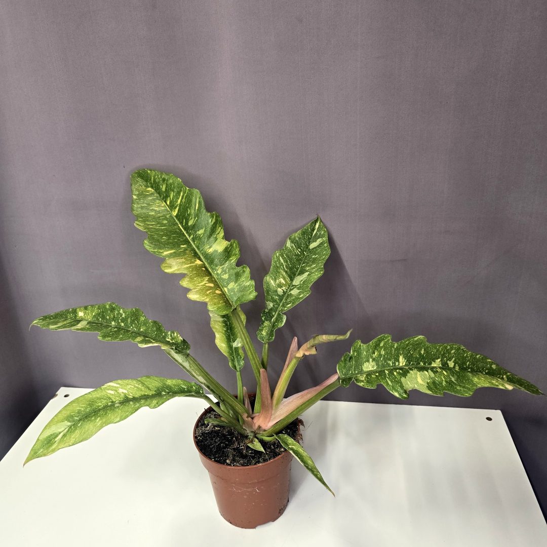 Philodendron 'Ring of Fire' 12/30