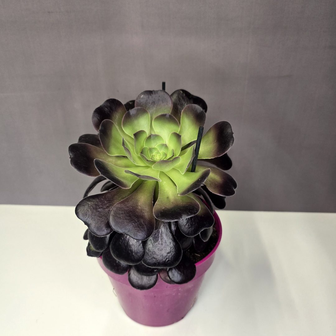 Aeonium arboreum 'Velours' - Fás kövirózsa 12/25