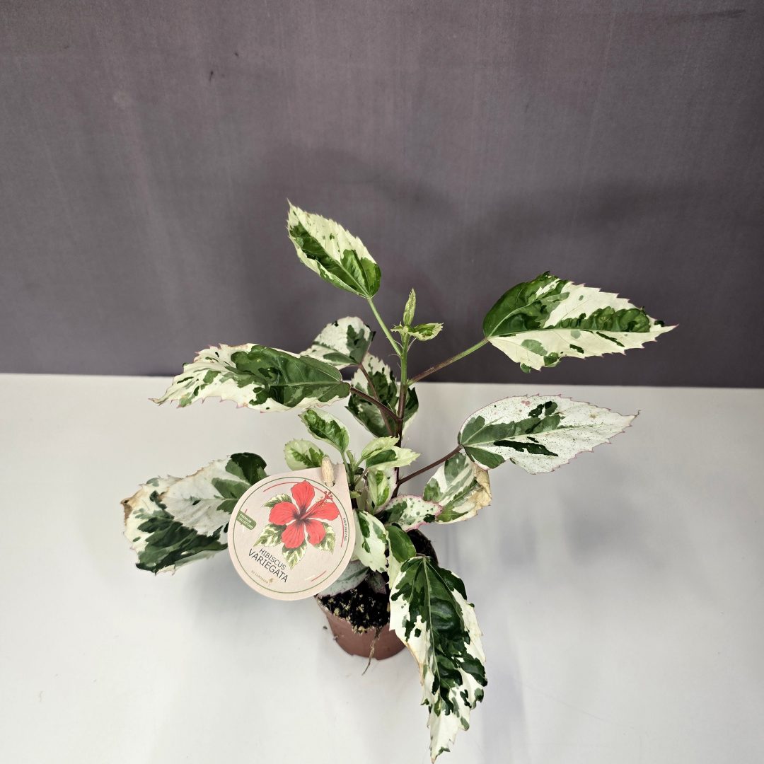 Hibiscus Variegata - Szobai hibiszkusz mini