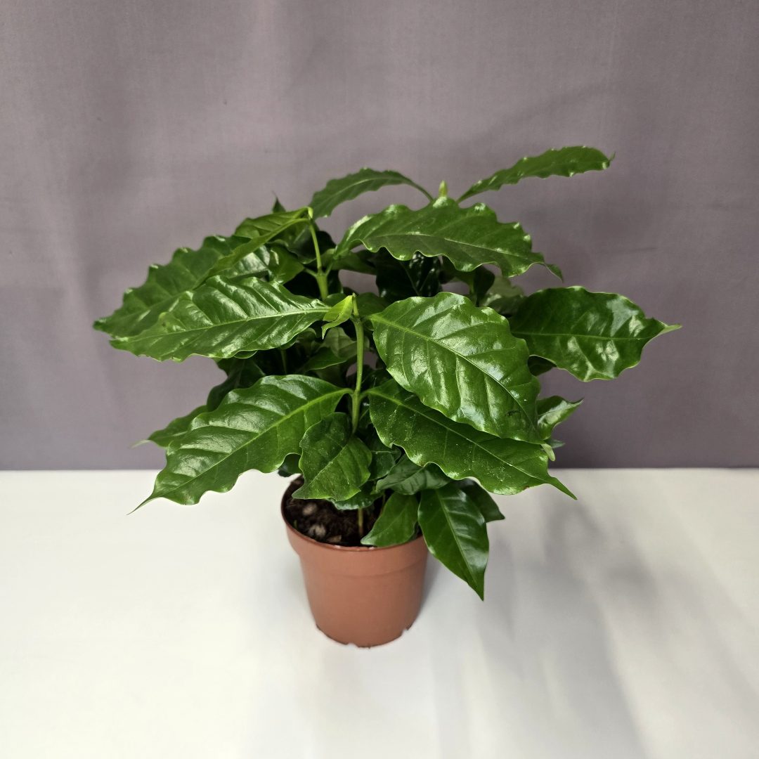 Coffee Arabica 12/30