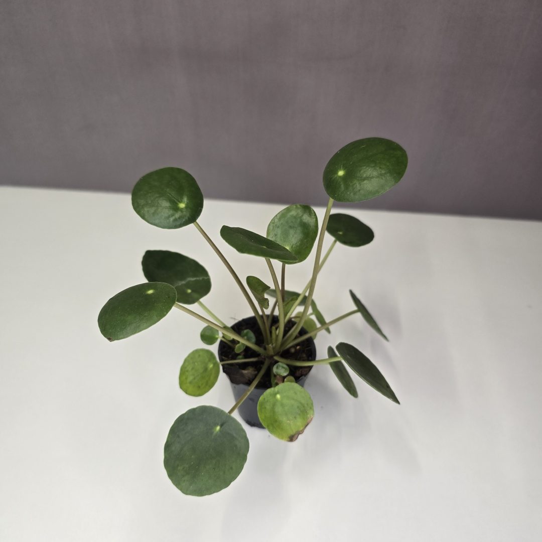 Pilea peperomioides - Pénzlevelű pilea 5/15