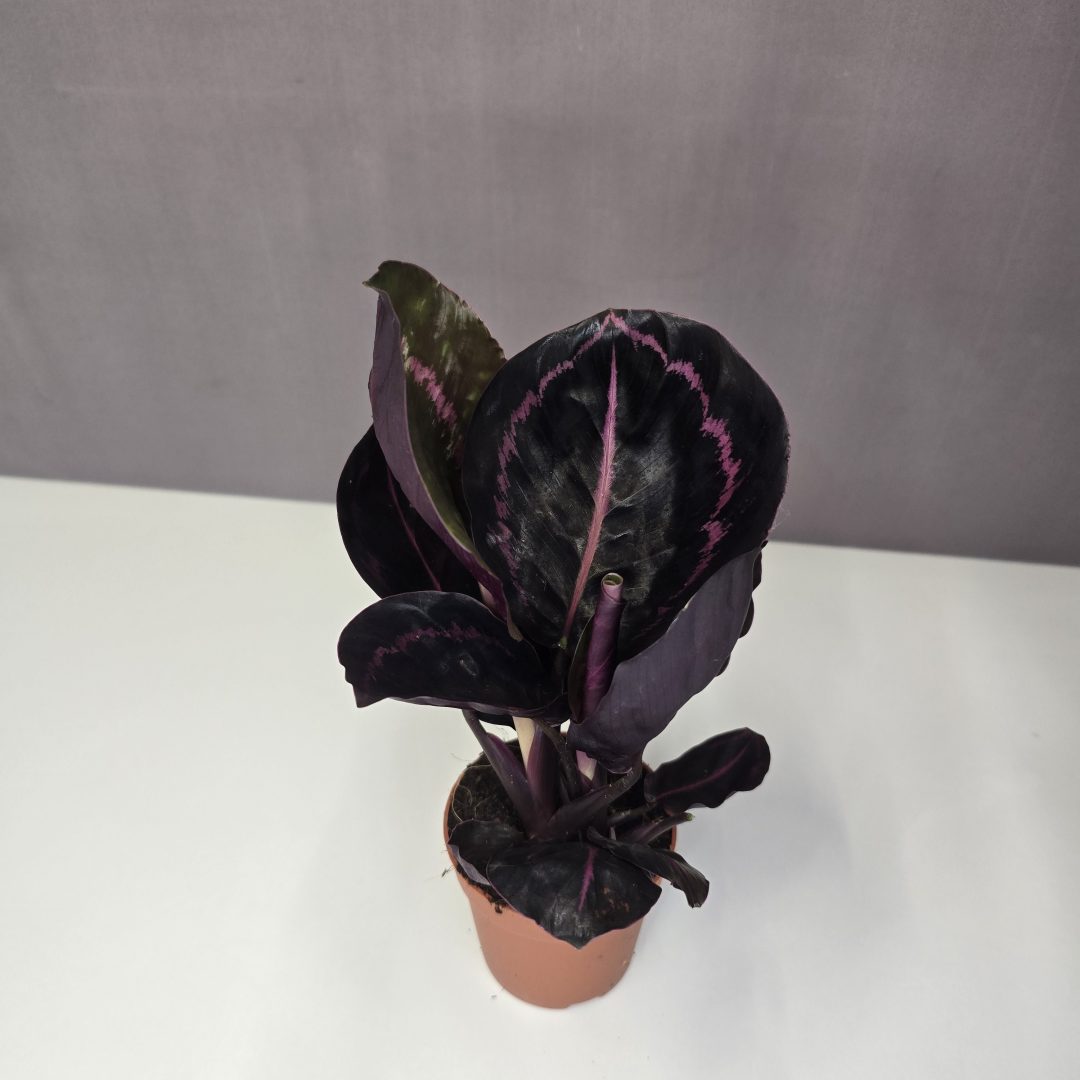 Calathea roseopicta 'Dottie' 7/10