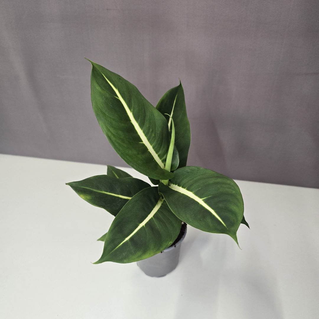 Dieffenbachia 'Green Magic' 8/20