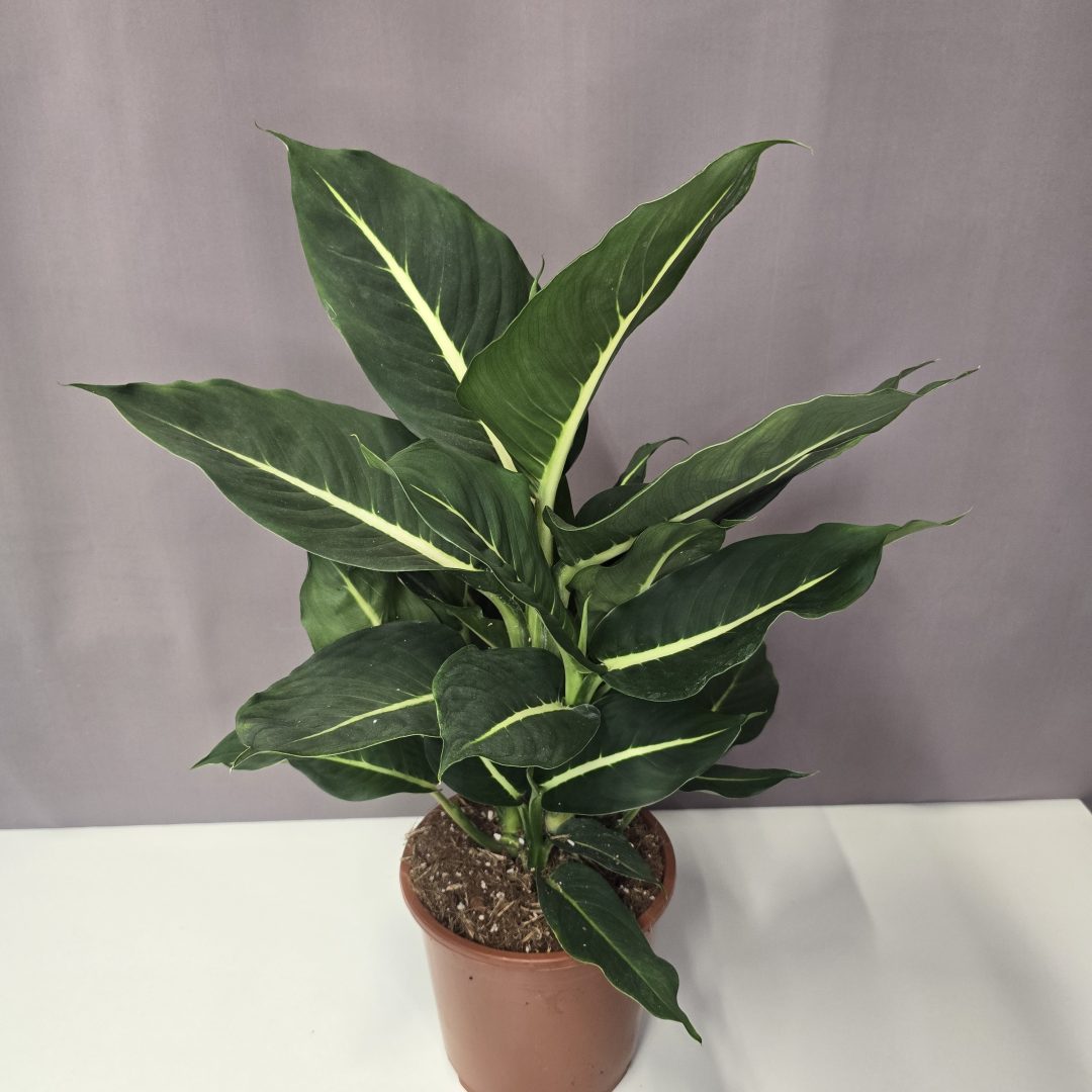 Dieffenbachia 'Green Magic' 17/60