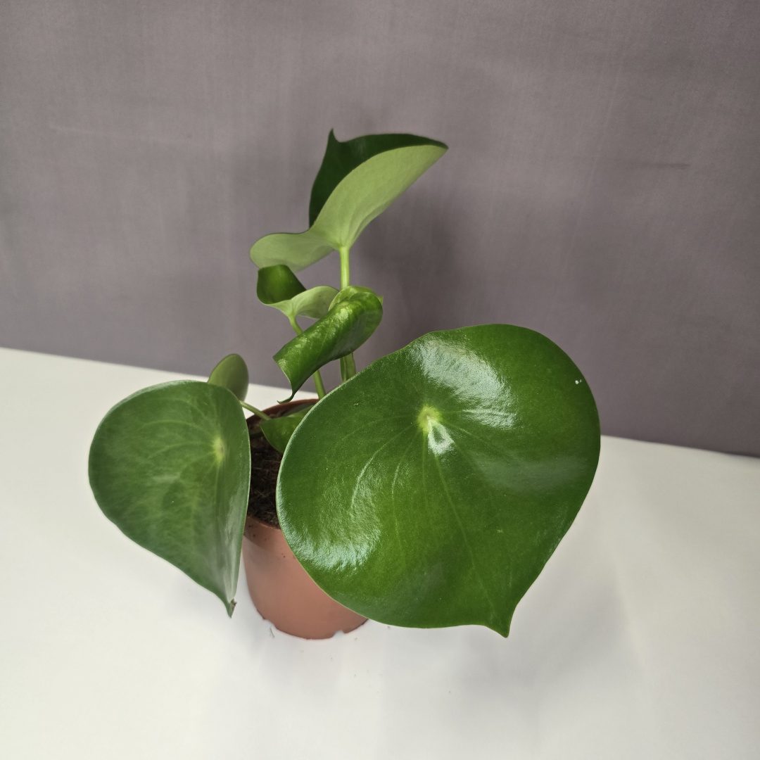 Peperomia Raindrop 12/25