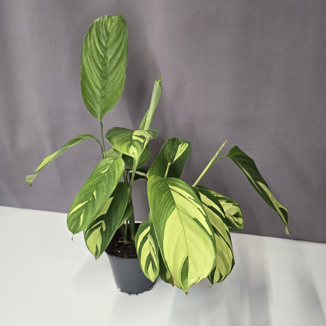 Ctenanthe Golden Mosaic 12/35
