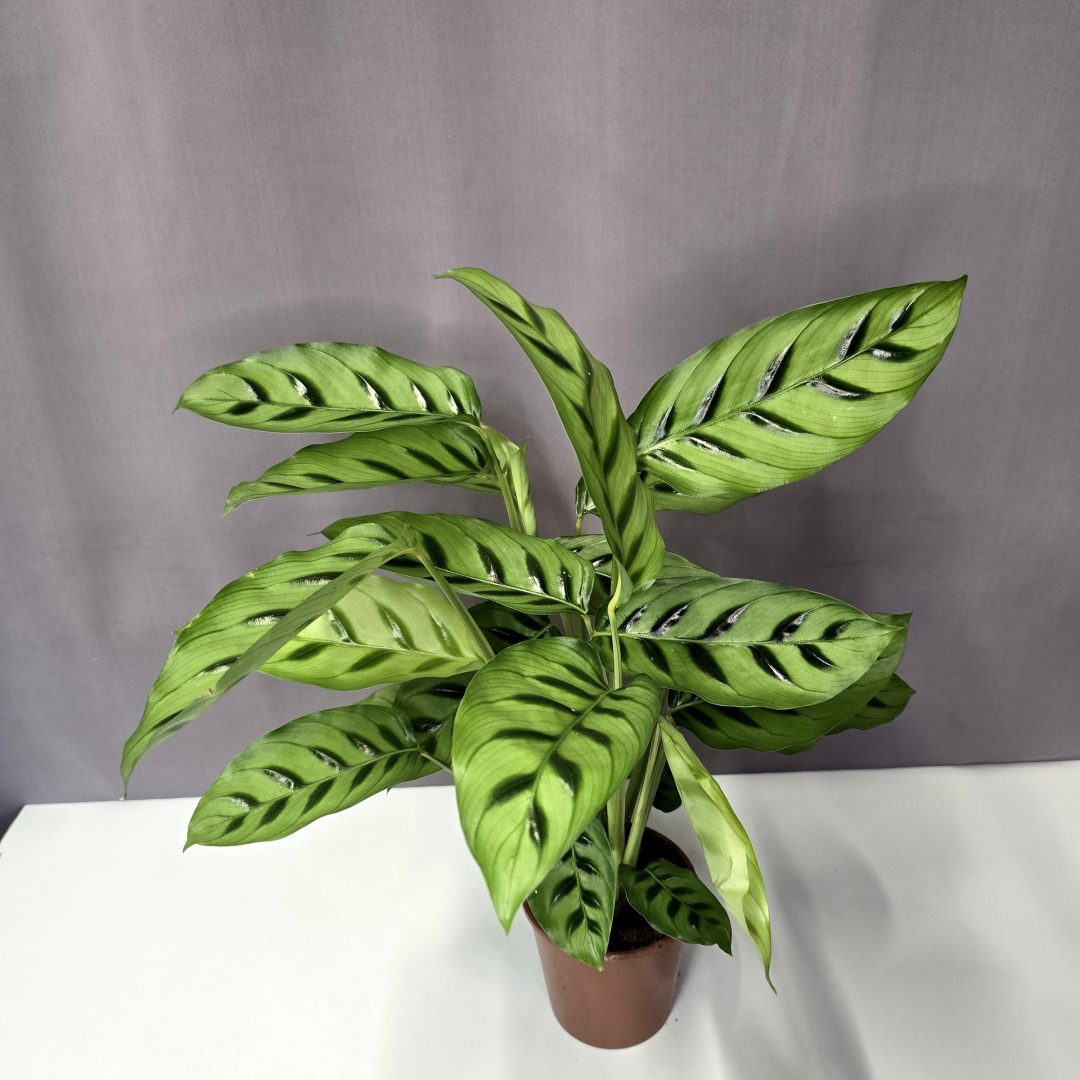 Calathea 'Leopardina' 12/45