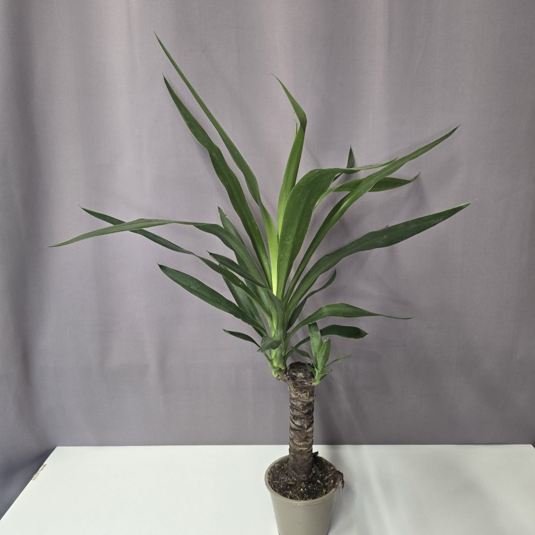 Yucca Elephantipes 12/50