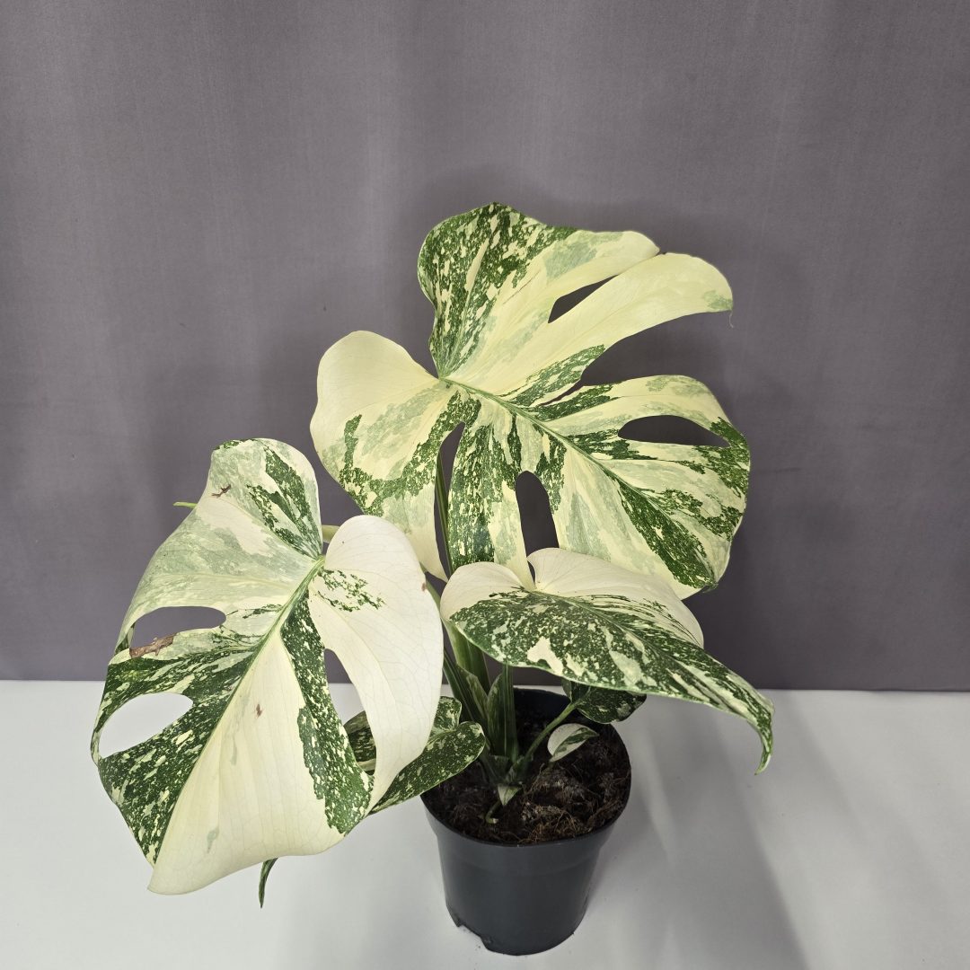 Monstera Thai Constellation 12/45