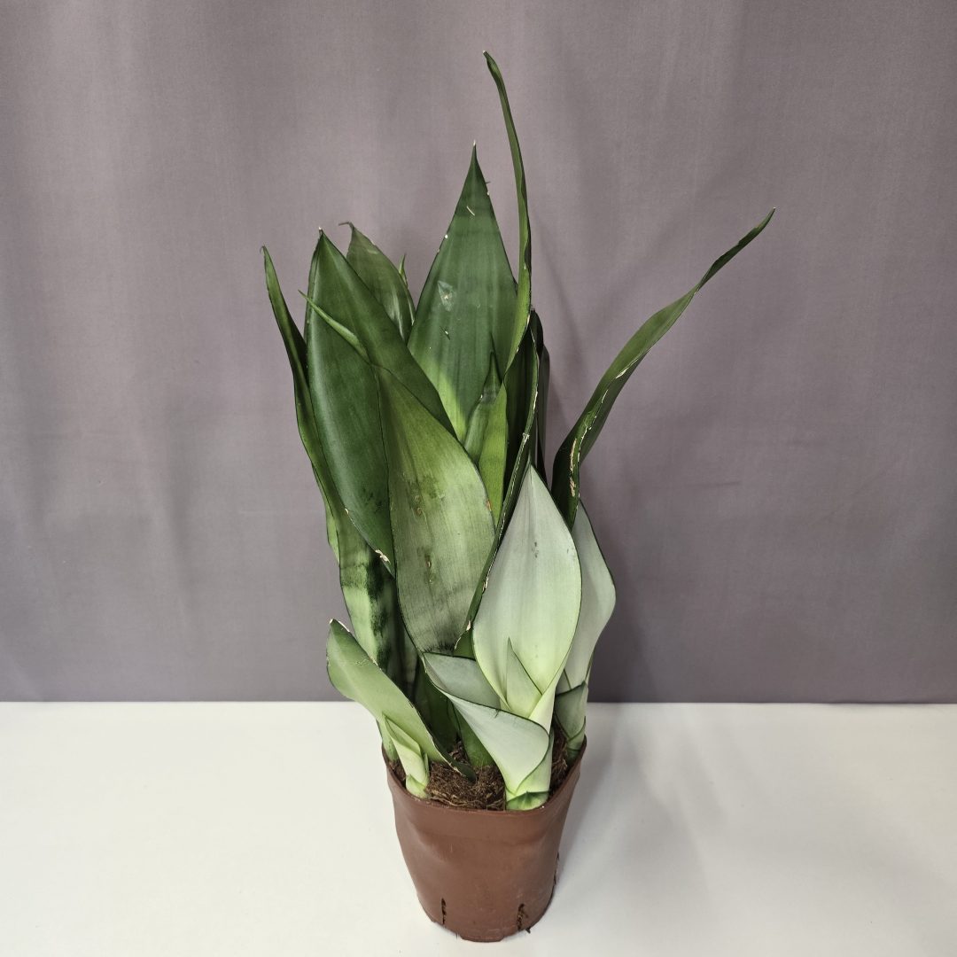 Sansevieria trifasciata 'Moonshine' 14/40