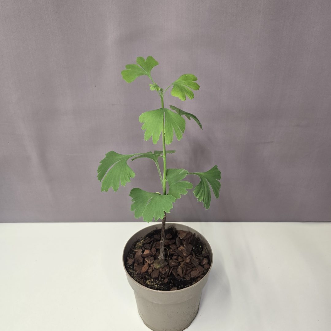 Ginkgo biloba 14/30