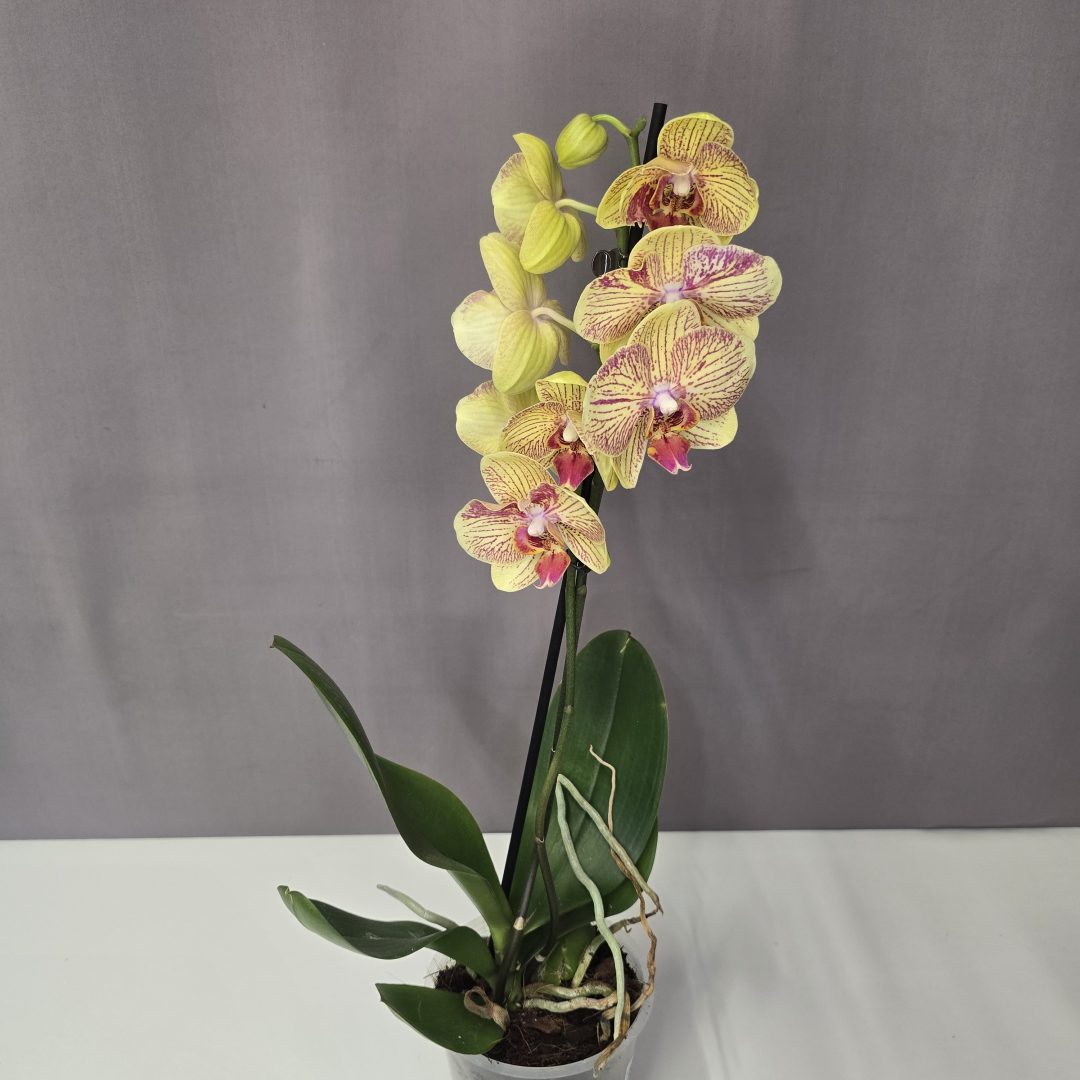 Lepkeorchidea 12/40