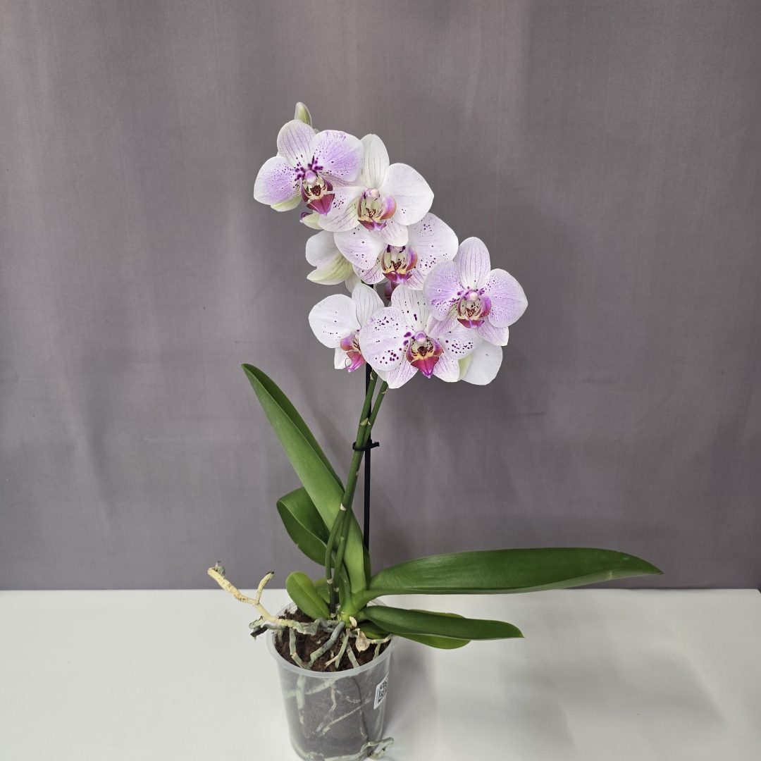 Lepkeorchidea 12/40