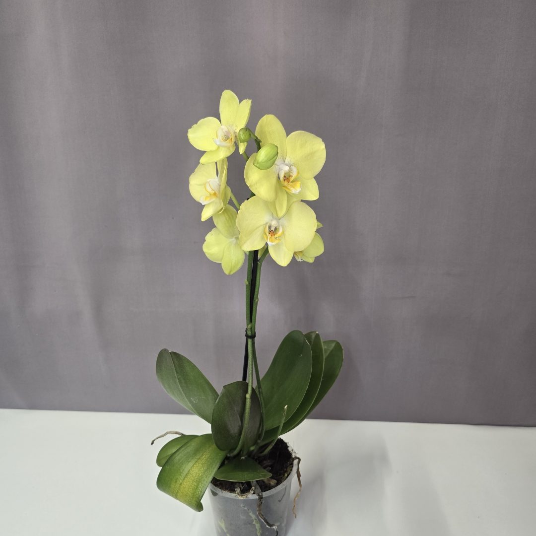 Lepkeorchidea 12/40