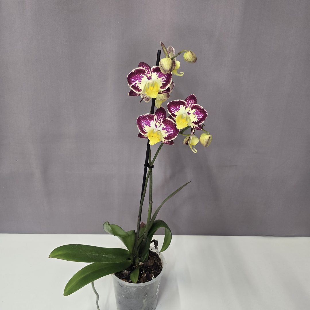 Lepkeorchidea 12/40
