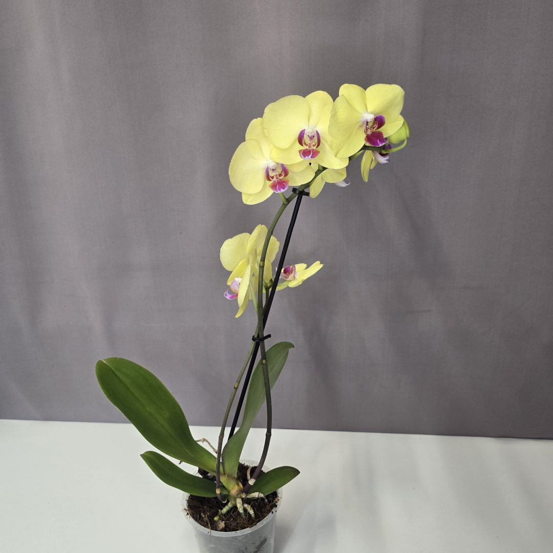 Lepkeorchidea 12/40