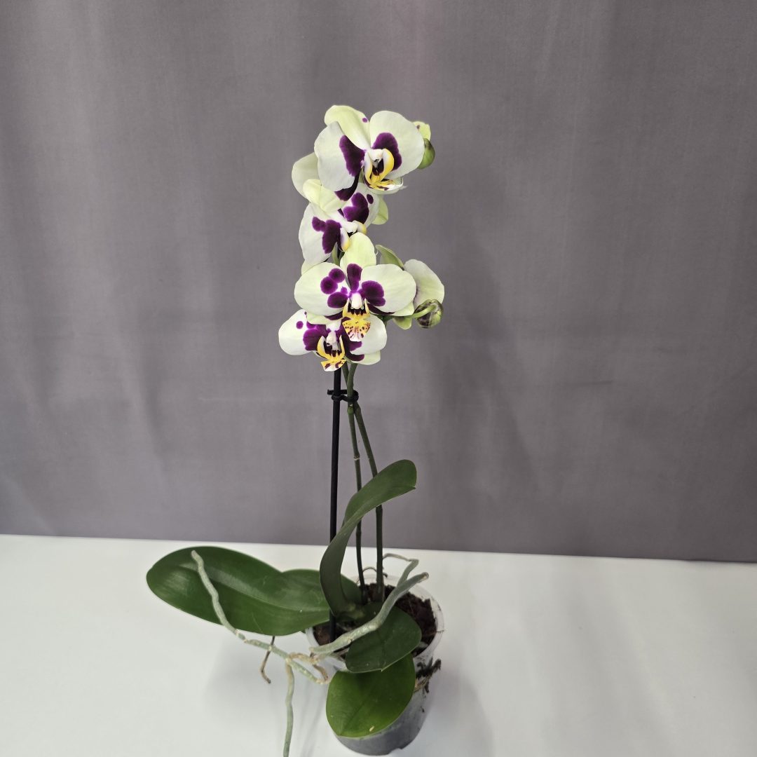 Lepkeorchidea 12/40