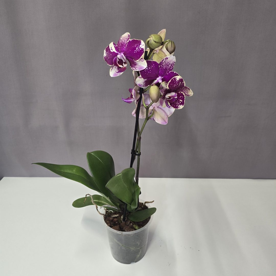 Lepkeorchidea 12/40