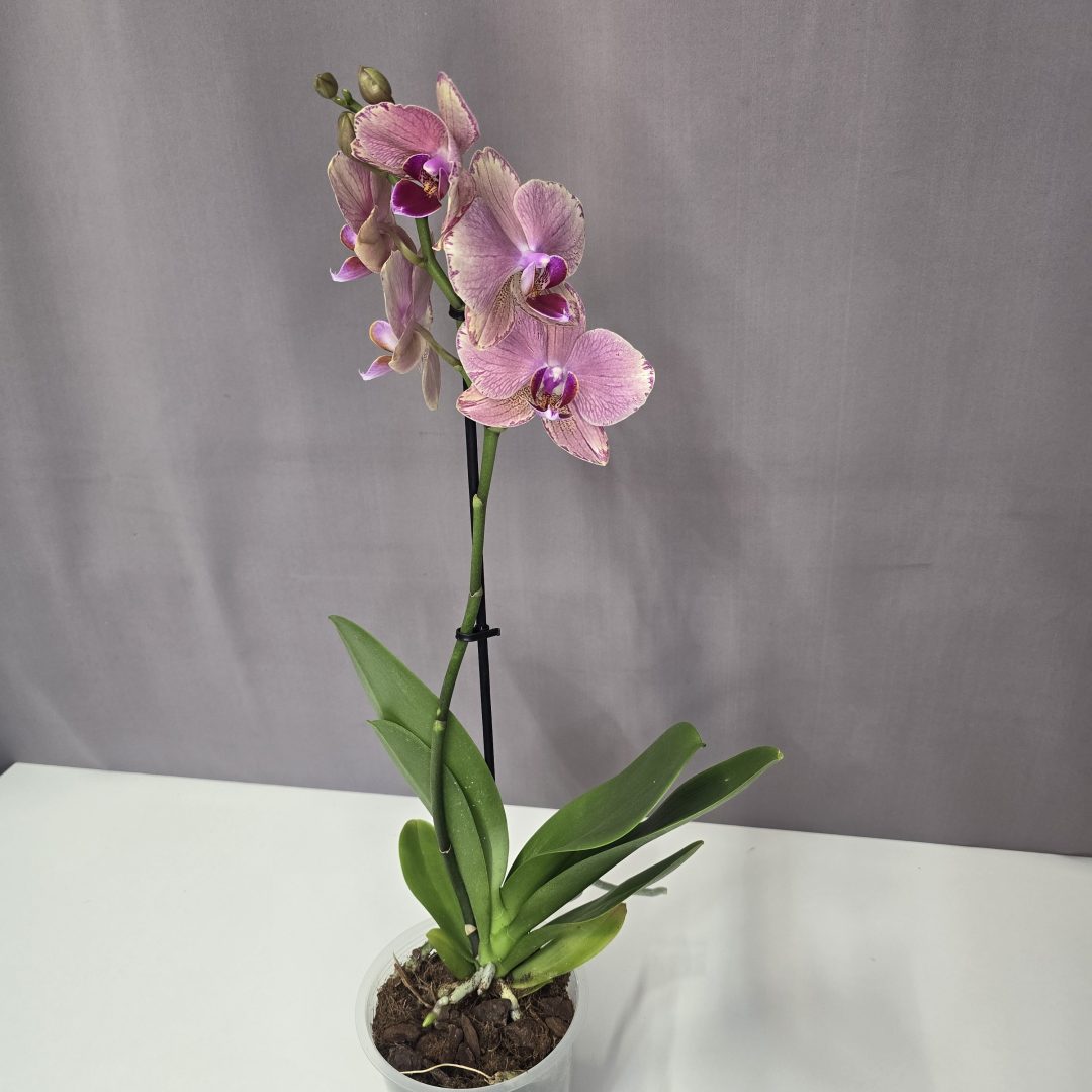 Lepkeorchidea 12/40