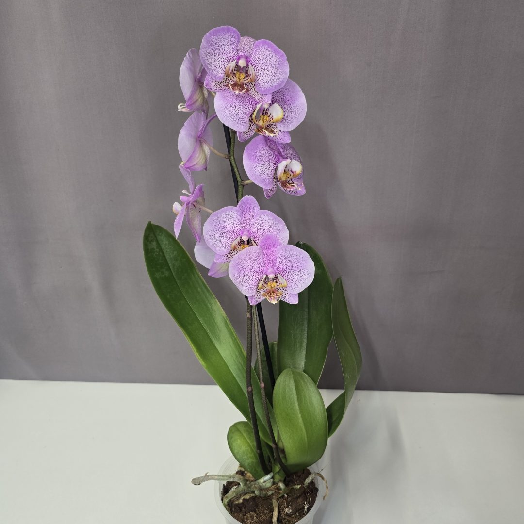 Lepkeorchidea 12/40