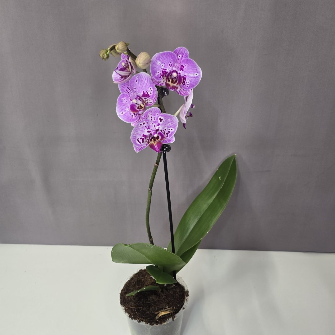 Lepkeorchidea 12/40