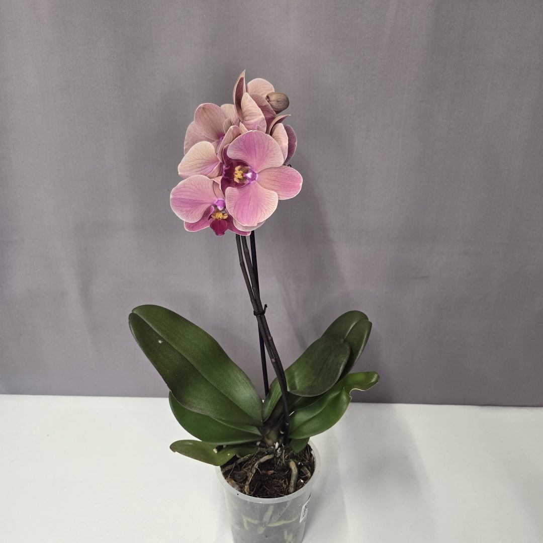 Lepkeorchidea 12/40
