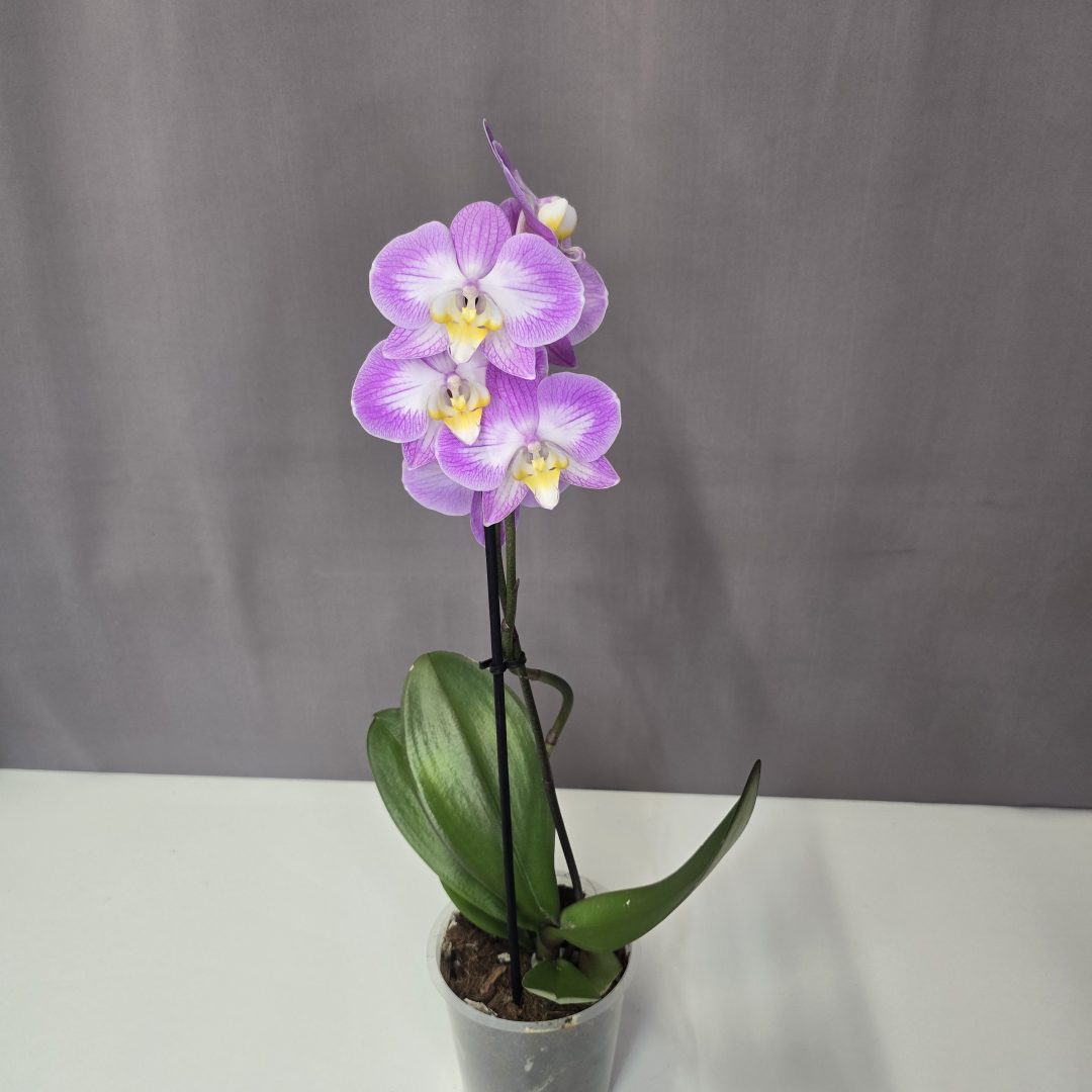 Lepkeorchidea 12/40