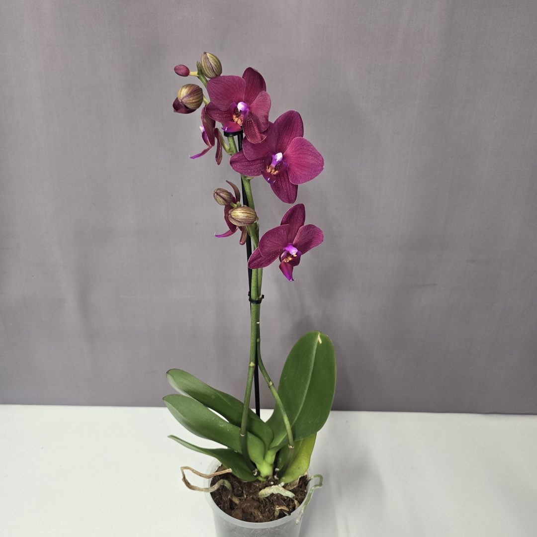 Lepkeorchidea 12/40