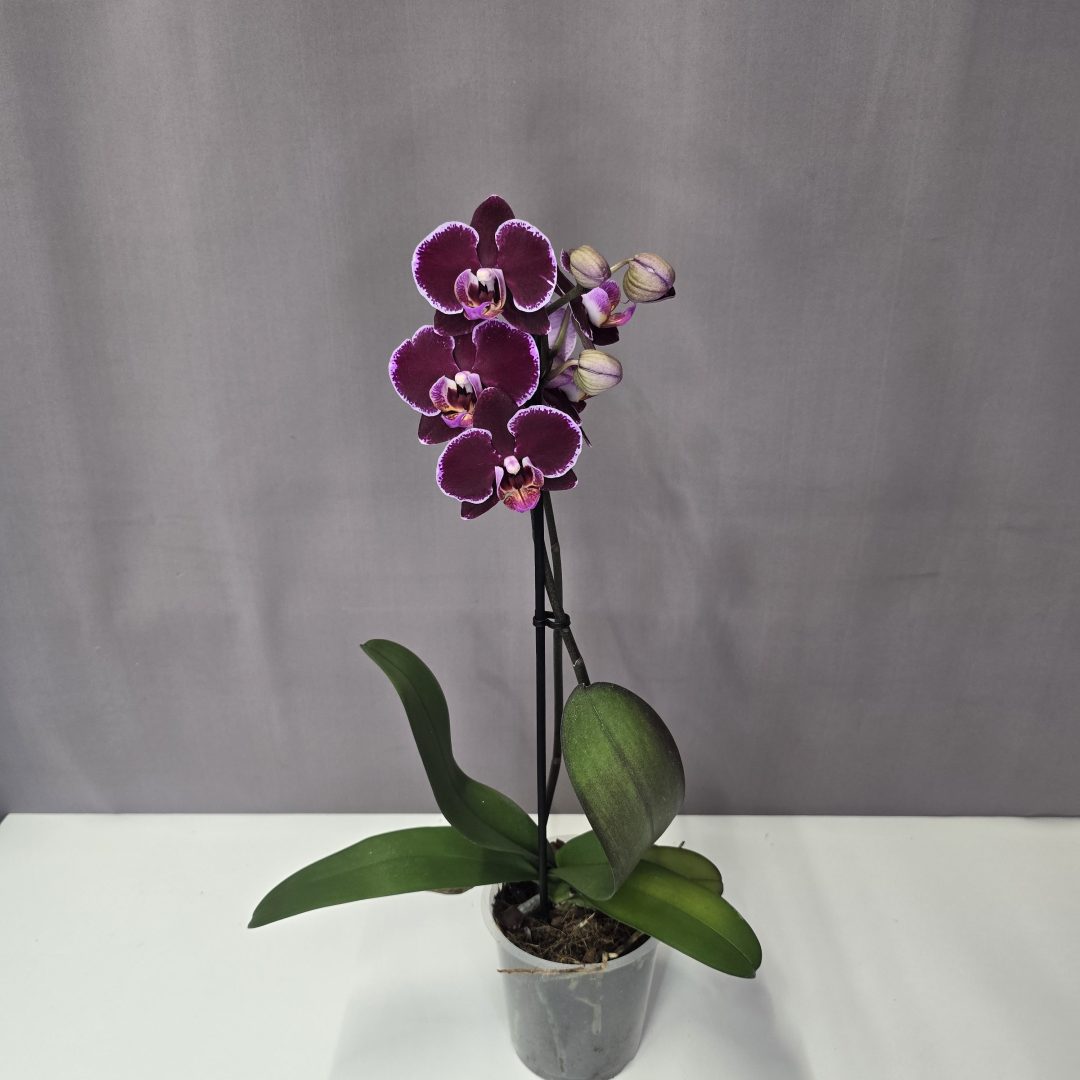 Lepkeorchidea 12/40