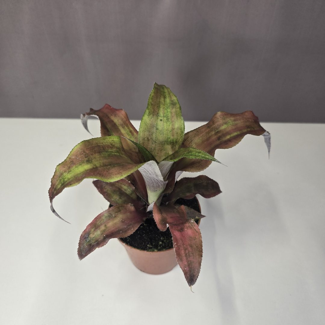 Cryptanthus 'Strawberry Flambé' - Csillag bromélia 9/15