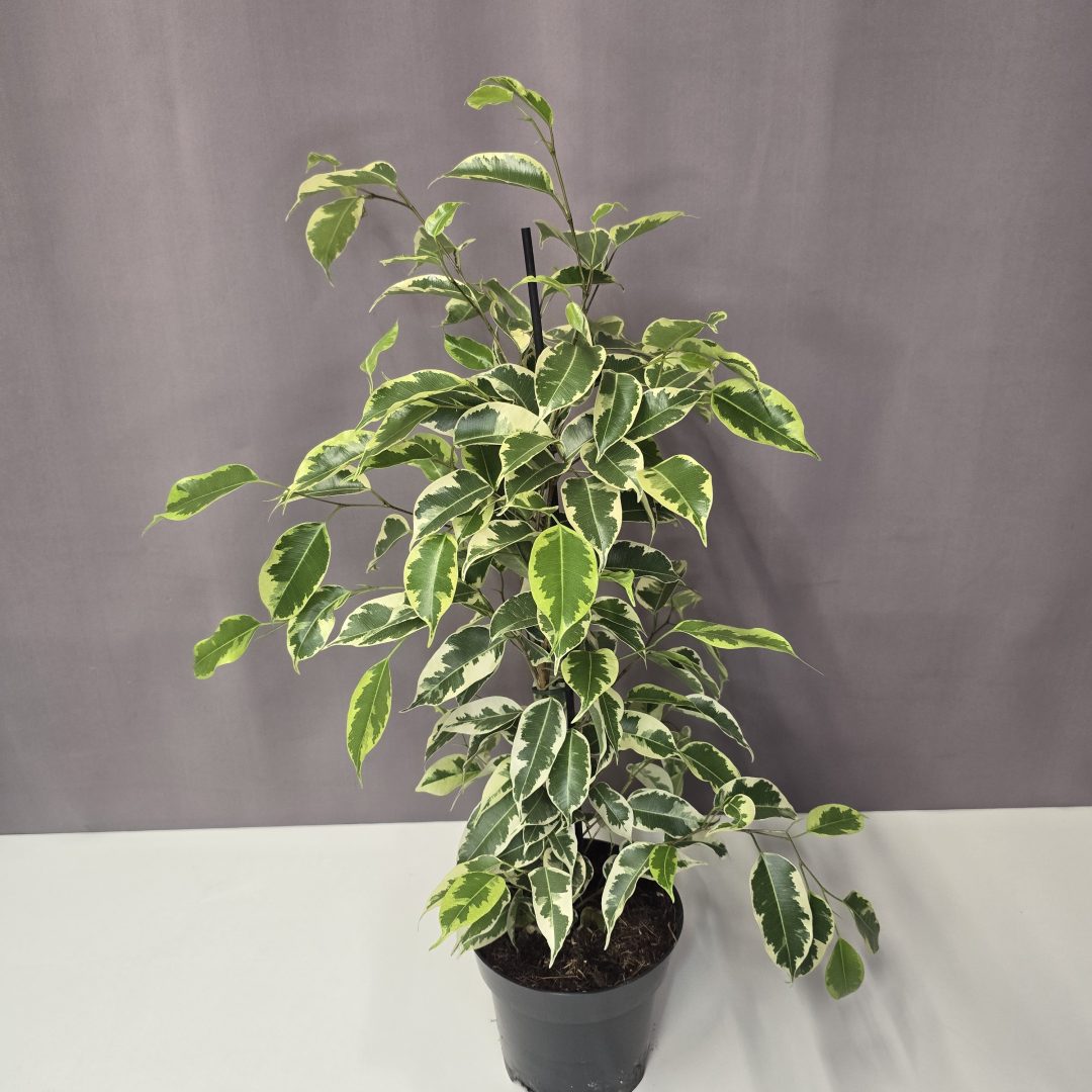 Ficus benjamina 'Twilight' 14/50